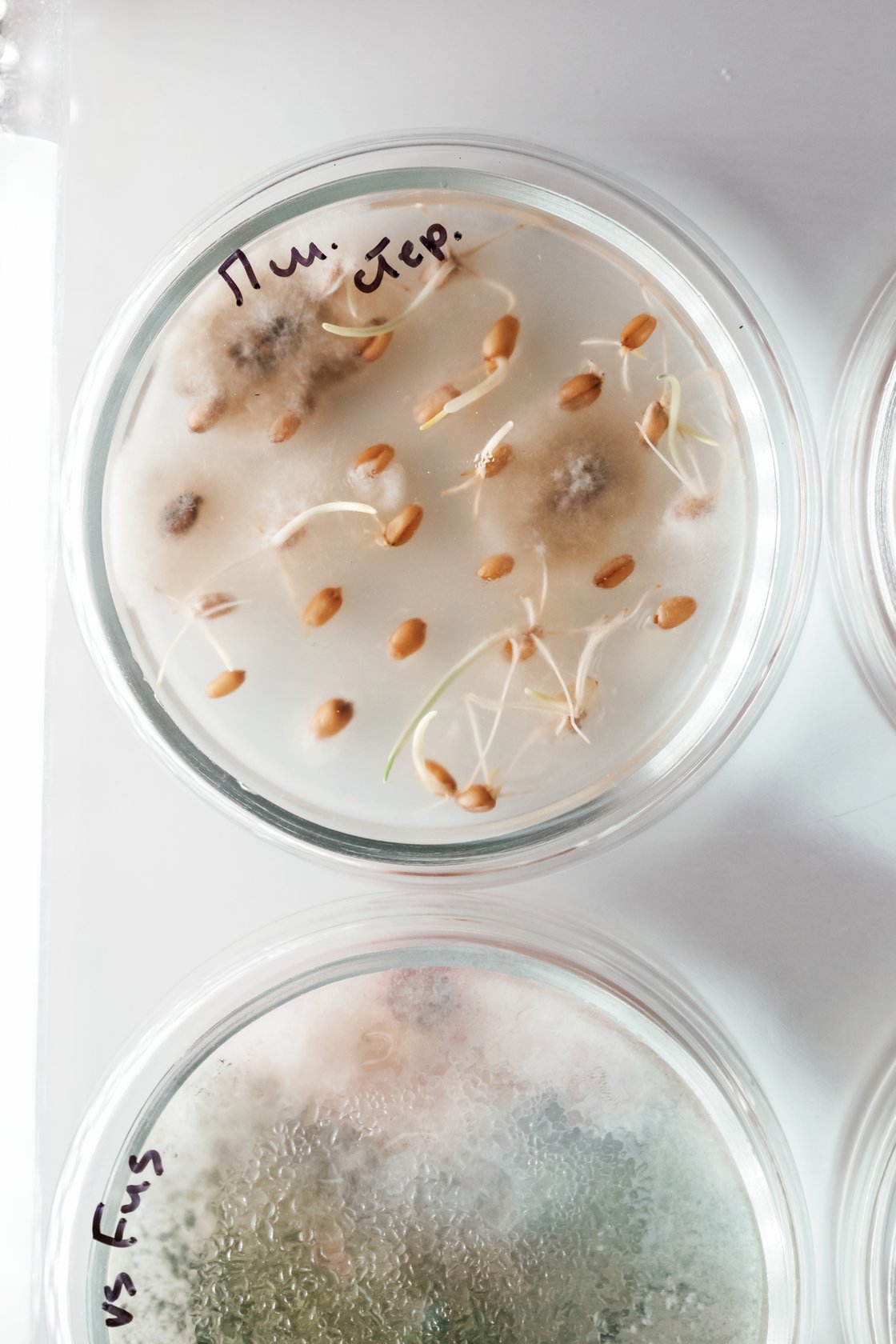 detailed-top-view-trichoderma-and-sclerotinia-in-2025-03-18-20-07-50-utc
